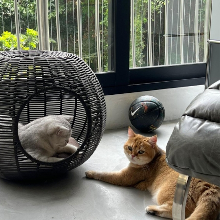Cat house